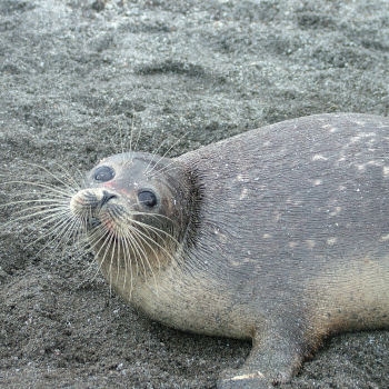 LE PHOQUE DE LA CASPIENNE
